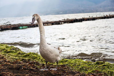 Close-up of bird on beach