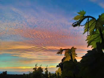 Palm trees at sunset