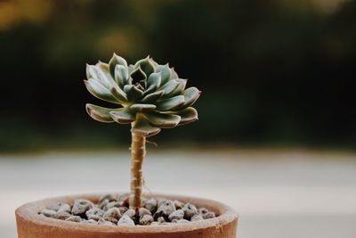 Close-up of potted plant on table