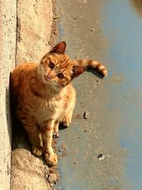 Cat on beach