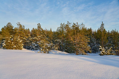 Trees on snow covered field against sky