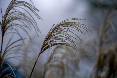 Close-up of stalks in field