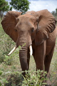 Close-up of elephant in park