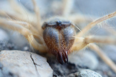 Close-up of insect on rock