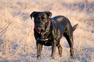 Portrait of dog standing on field