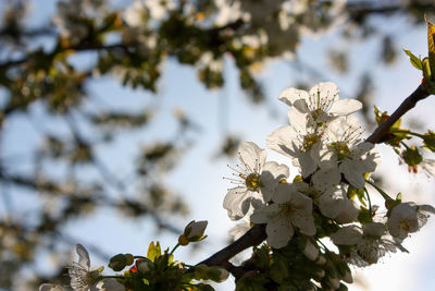 Close-up of white cherry blossoms in spring