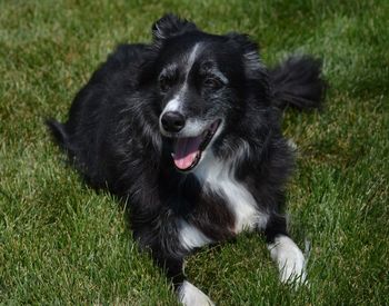 Close-up of black dog sitting on grass