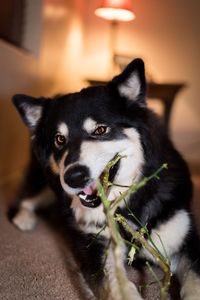 Close-up portrait of dog