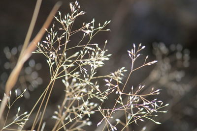 Close-up of dry plant