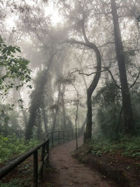 Trees in forest against sky