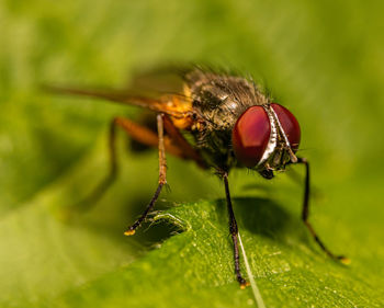 Close-up of fly on leaf