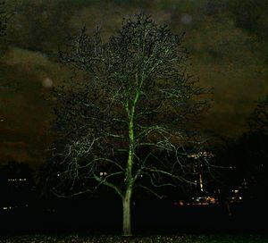 View of trees at night