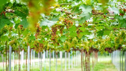 Tree growing in vineyard