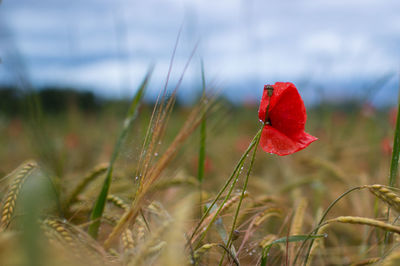 Close-up of red poppy flower