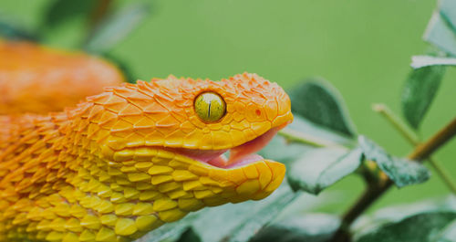 Close-up of snake