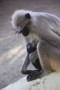 Close-up of an animal