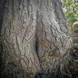 Full frame shot of tree trunk