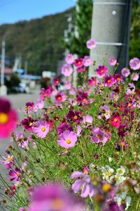 Close-up of pink flowers blooming outdoors