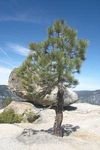 Tree by rocks against sky
