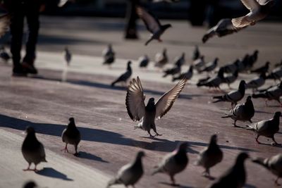 Flock of birds