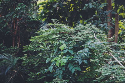 Trees growing in forest