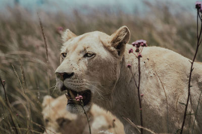 Lioness looking away standing amidst grass on field
