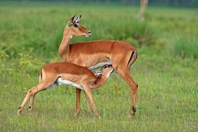 Mother impala feeding her fawn . location - lake nakuru national park .