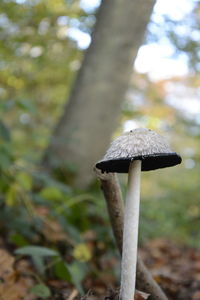 Close-up of mushroom on tree