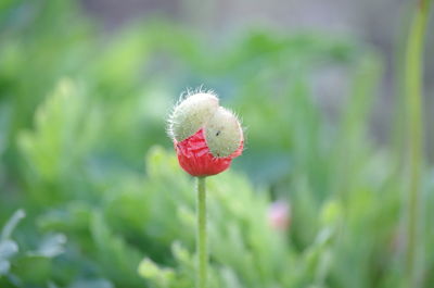 Close-up of red poppy flower