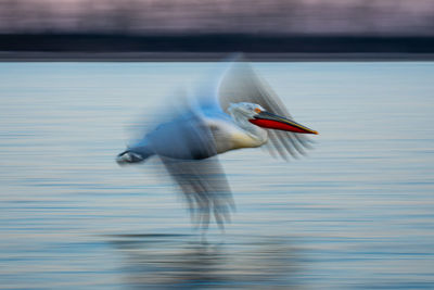 High angle view of bird in lake