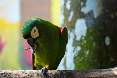 Close-up of parrot perching on tree