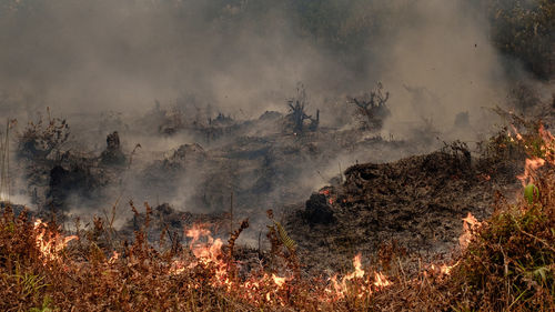 View of forest fire