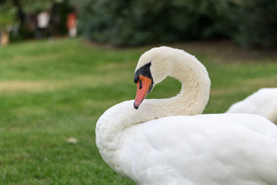 Close-up of swan