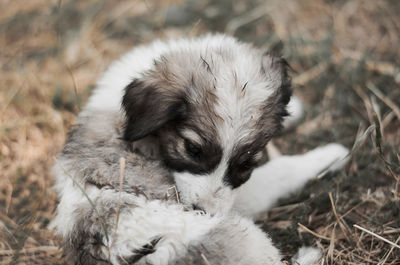 High angle view of a dog on field