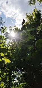 Low angle view of sunlight streaming through tree