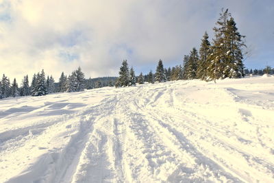 Snow covered land and trees against sky