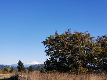 Trees on field against clear blue sky