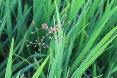 Close-up of plant growing on field