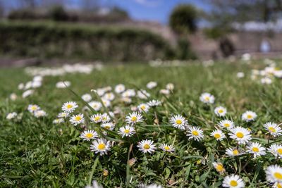 Close-up of white daisy flowers on field