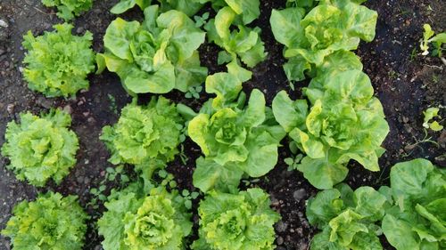 Close-up of plants growing on ground