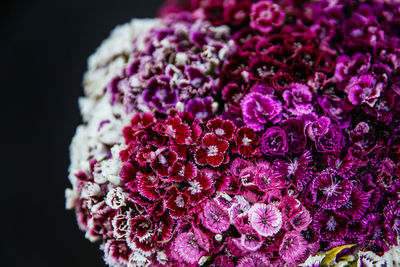 Close-up of pink roses against black background