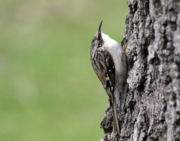 Close-up of bird perching on tree