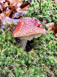 Close-up of fly agaric mushroom on field