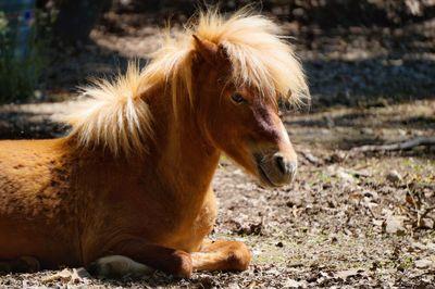 Close-up of horse on field