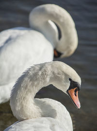 Close-up of swan swimming in lake