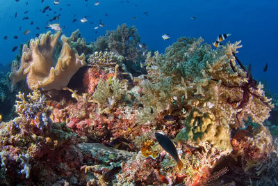 Fish swimming in sea