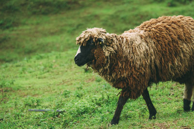 Side view of an animal on field