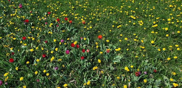 Full frame shot of flowering plants on field