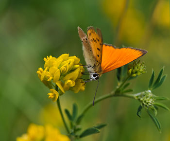 Close-up of butterfly pollinating on yellow flower