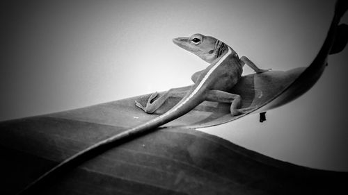 Low angle view of lizard against sky